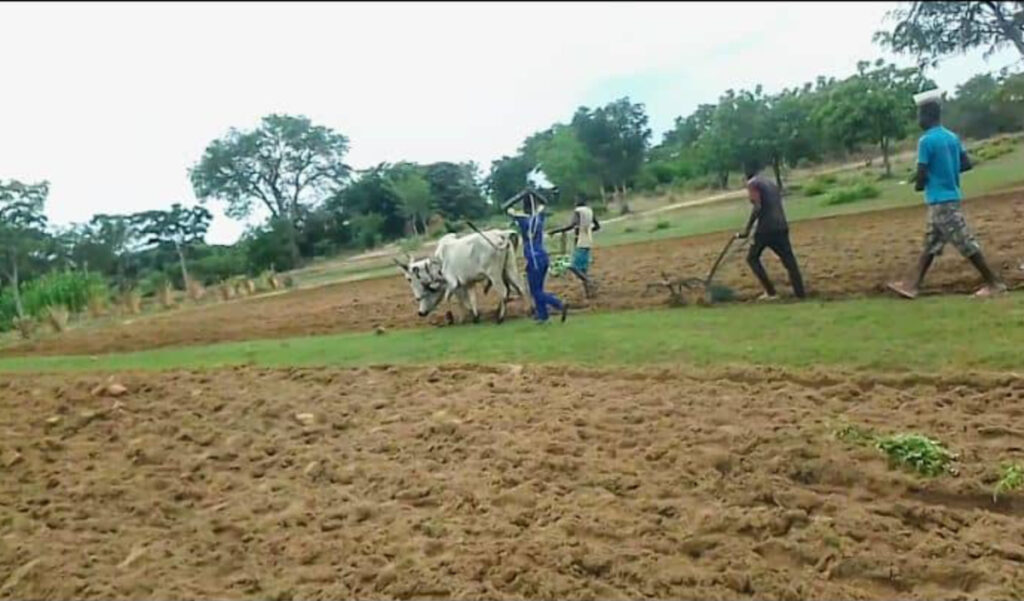Ploughing & sowing