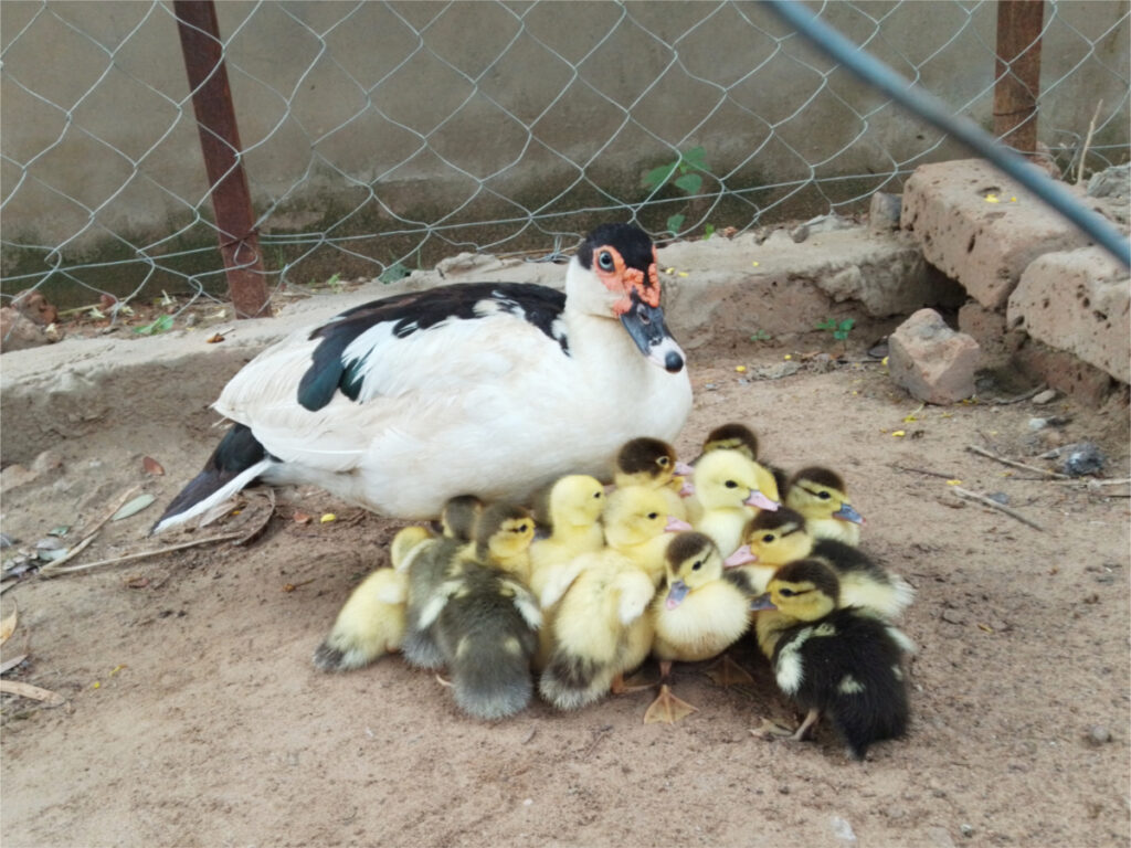 17 little ducks hatched out